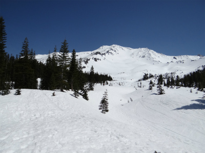 shasta_pic