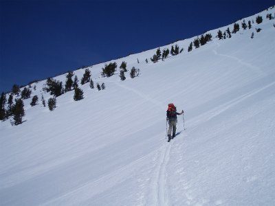 shasta_pic