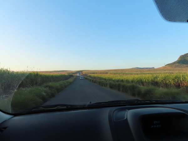 sugar cane farm