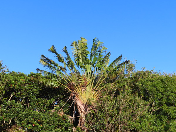 tourist tree