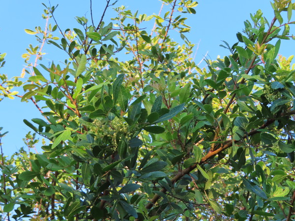 wild pepper