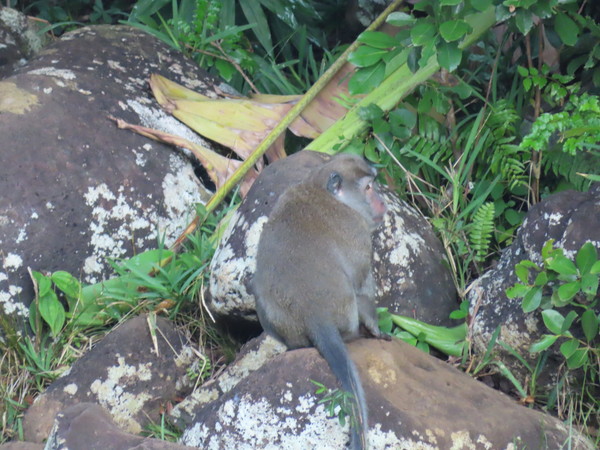 wild monkey