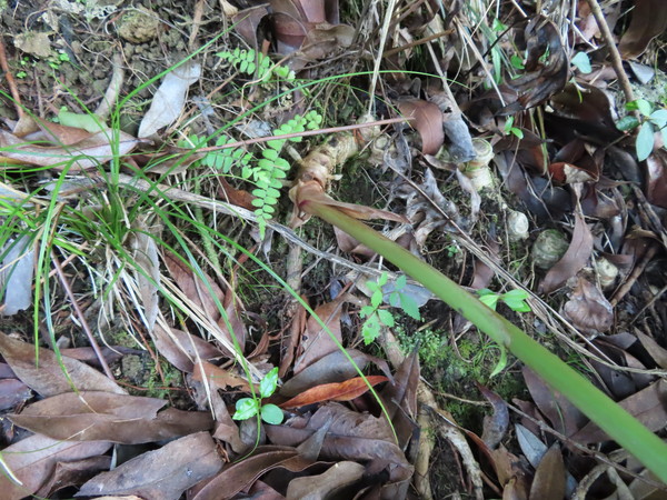 wild ginger