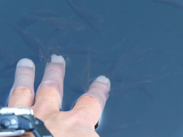 Dr. fish