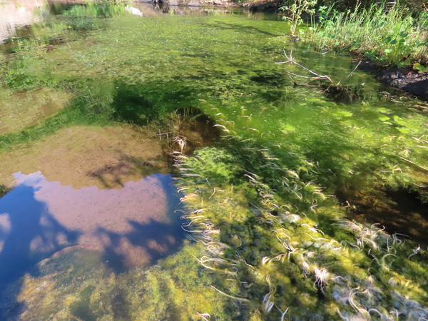 green river