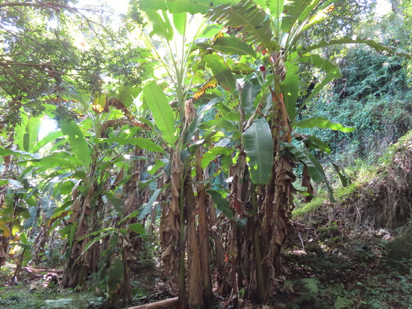 banana tree
