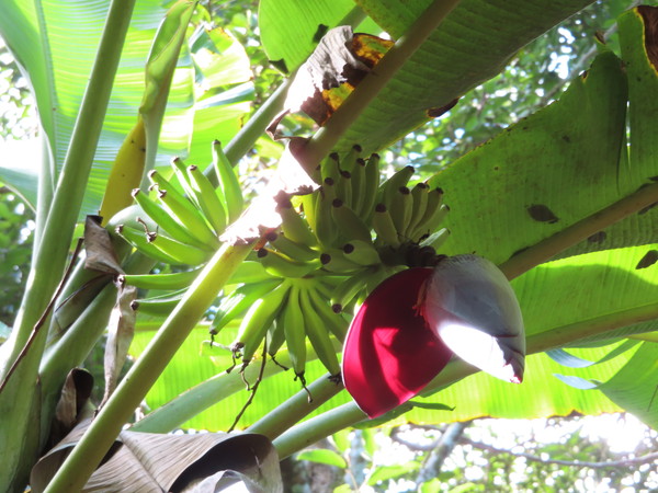 banana flower