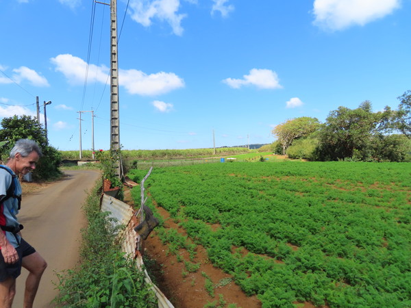 carrot farm beside road