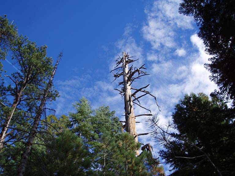 I like a contrast of nature landscape and blue sky.
