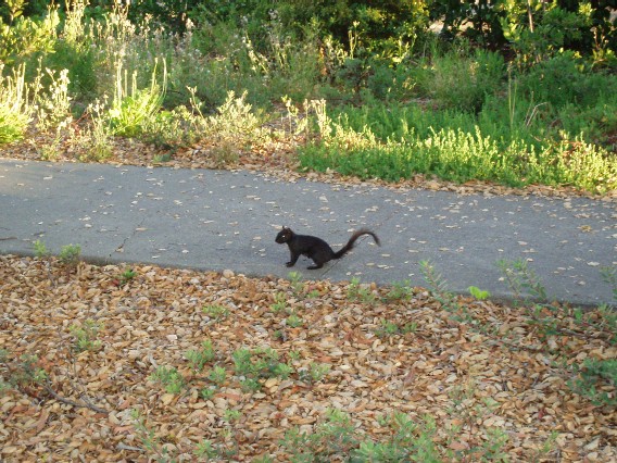squirrel