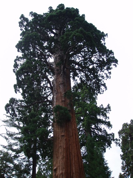 Sequoia Gigantum