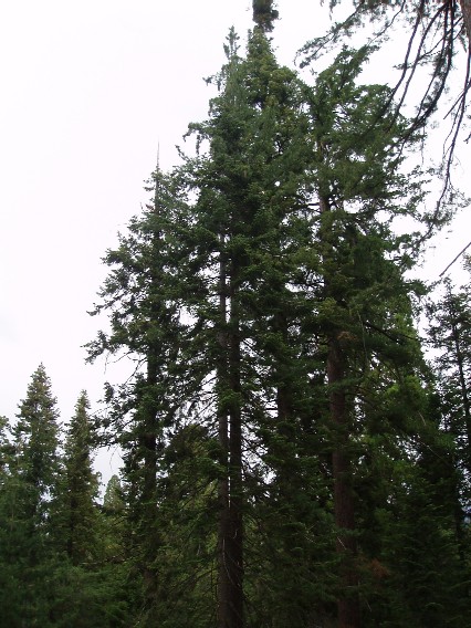 Sequoia Gigantum