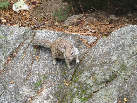 suquirrel