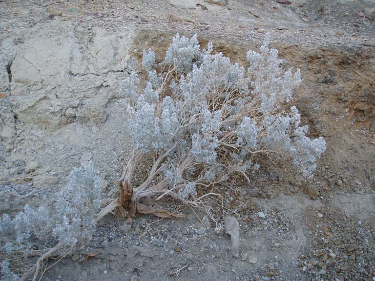 Creosote Bush?