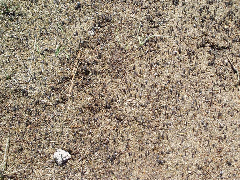 Alkali flies!