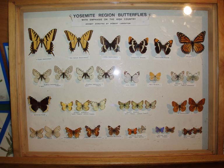butterflies