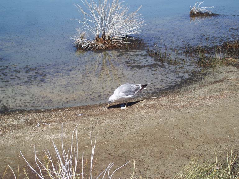 bird