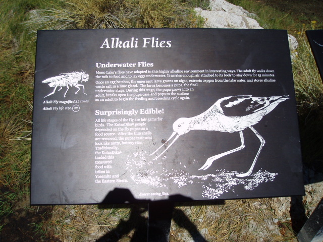 Alkali flies