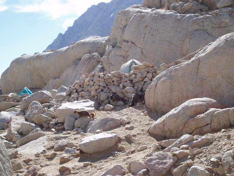 marmot?