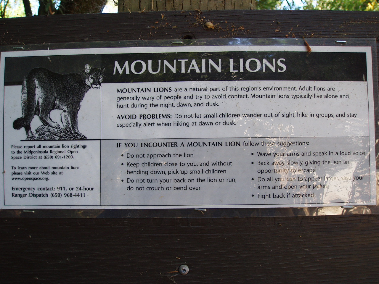 mountainlionӏ