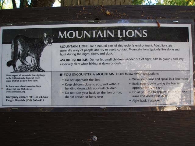 mountainlion